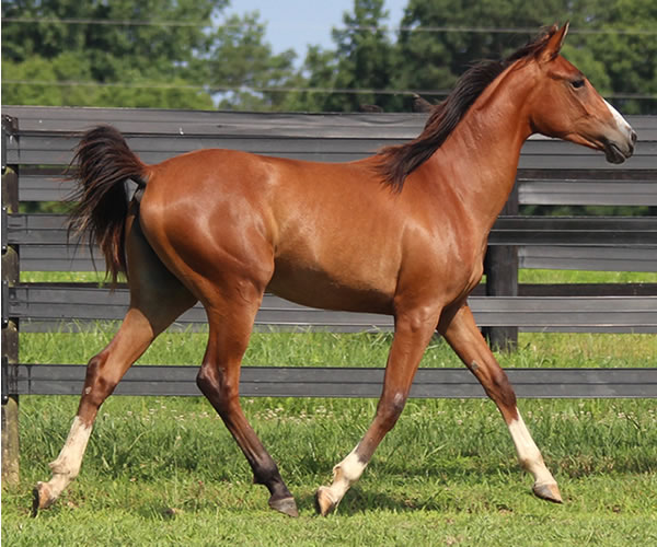 Treasure Thess, bred by CreRun, filly by Dahess x Treasure Trovee