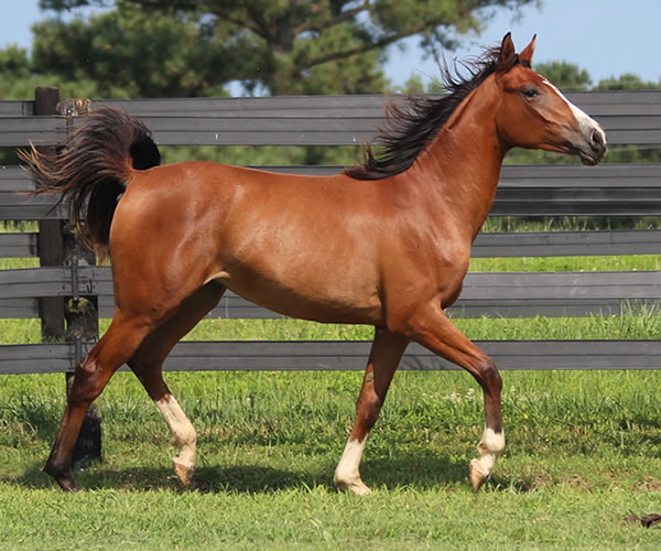 Treasure Thess, bred by CreRun, filly by Dahess x Treasure Trovee