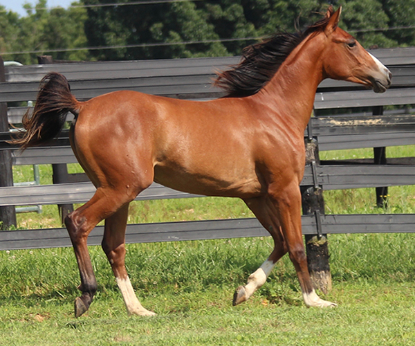 Treasure Thess, bred by CreRun, filly by Dahess x Treasure Trovee