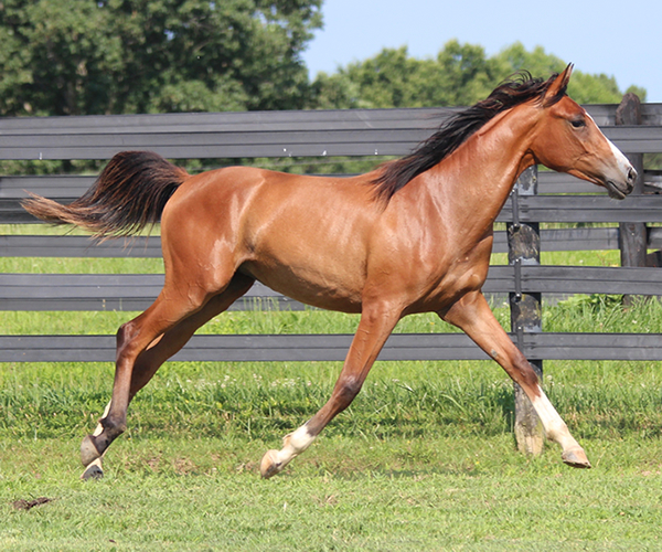 Treasure Thess, bred by CreRun, filly by Dahess x Treasure Trovee