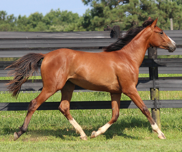 Treasure Thess, bred by CreRun, filly by Dahess x Treasure Trovee