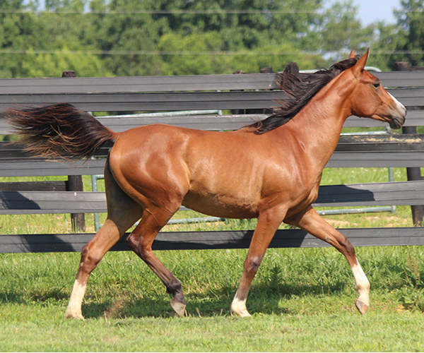 Treasure Thess, bred by CreRun, filly by Dahess x Treasure Trovee