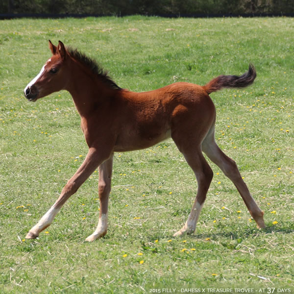 2015 Filly - Dahess x Treasure Trovee - Cre Run Farm