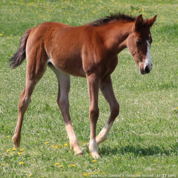 2015 Filly - Dahess x Treasure Trovee - Cre Run Farm