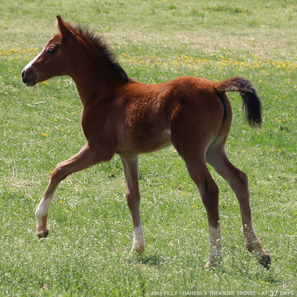 2015 Filly - Dahess x Treasure Trovee - Cre Run Farm