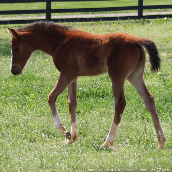 2015 Filly - Dahess x Treasure Trovee - Cre Run Farm