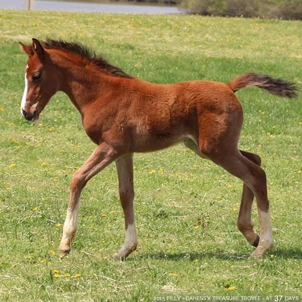 2015 Filly - Dahess x Treasure Trovee - Cre Run Farm