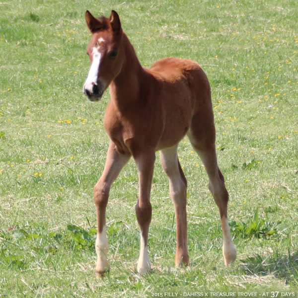 2015 Filly - Dahess x Treasure Trovee - Cre Run Farm