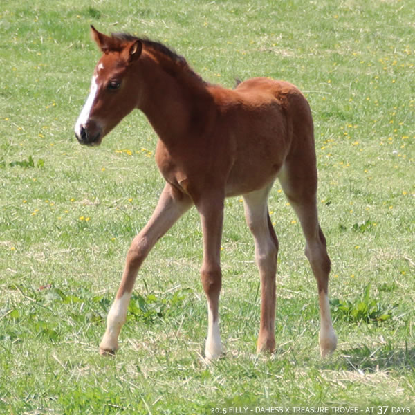 2015 Filly - Dahess x Treasure Trovee - Cre Run Farm