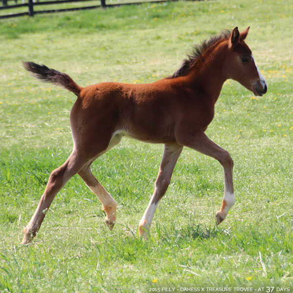 2015 Filly - Dahess x Treasure Trovee - Cre Run Farm