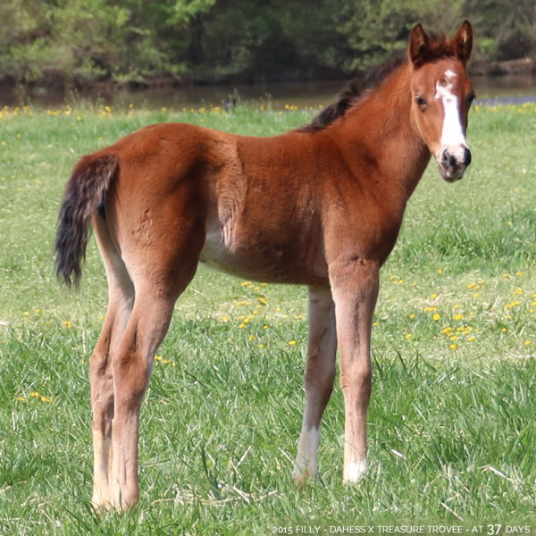 2015 Filly - Dahess x Treasure Trovee - Cre Run Farm