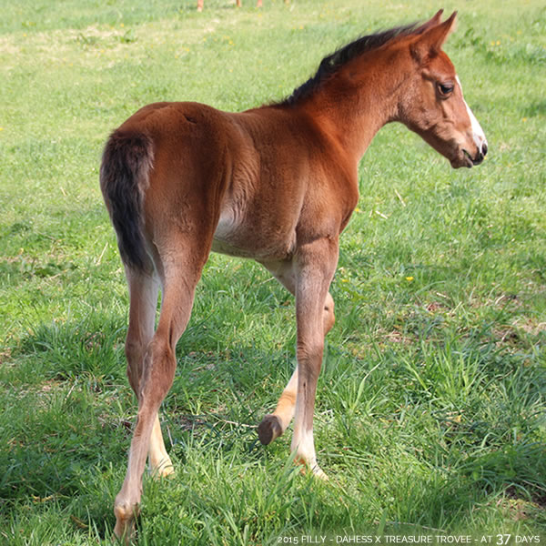 2015 Filly - Dahess x Treasure Trovee - Cre Run Farm