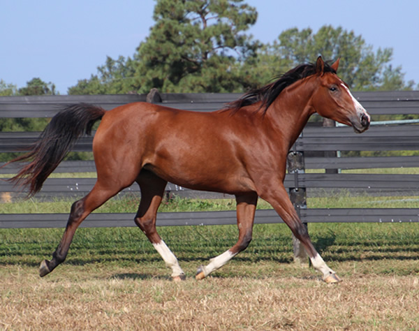 Dahess x Treasure Trovee