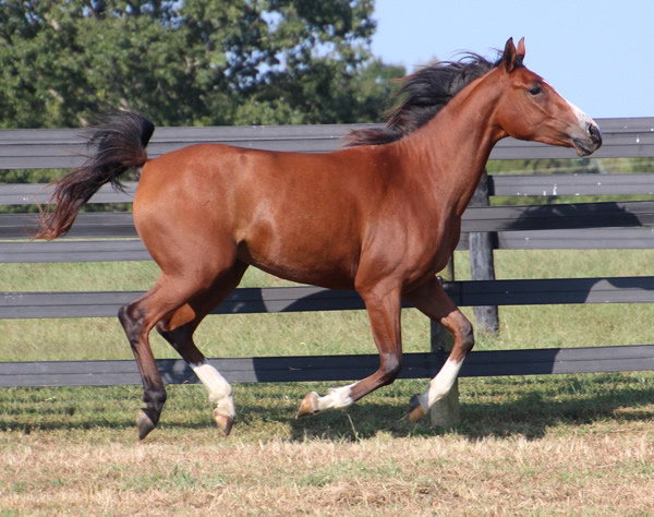 Dahess x Treasure Trovee