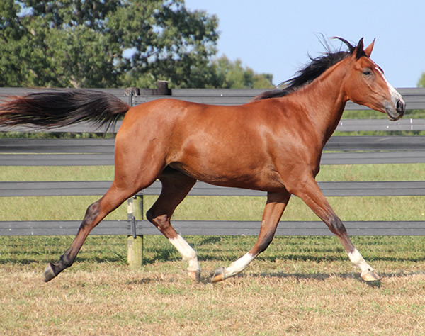 Dahess x Treasure Trovee