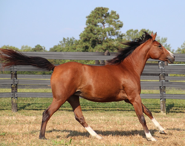 Dahess x Treasure Trovee