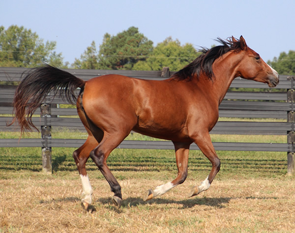 Dahess x Treasure Trovee