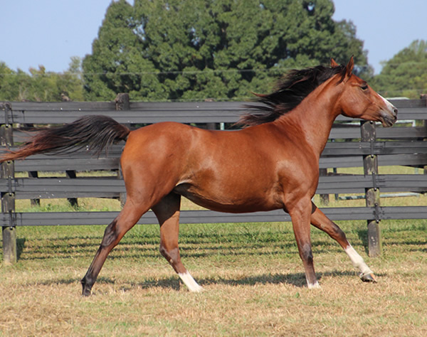 Dahess x Treasure Trovee