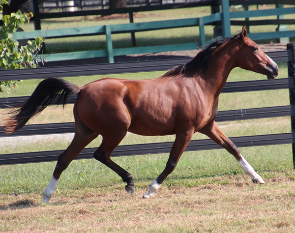 Dahess x Treasure Trovee