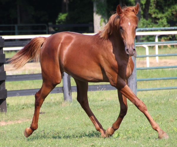 A STRAIGHT FLUSH 2014 colt (Our Machine x A Royal Flush) Bred by Cre Run