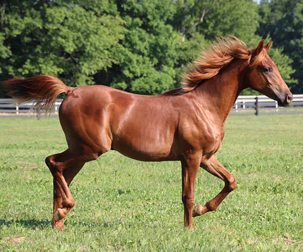A STRAIGHT FLUSH 2014 colt (Our Machine x A Royal Flush) Bred by Cre Run