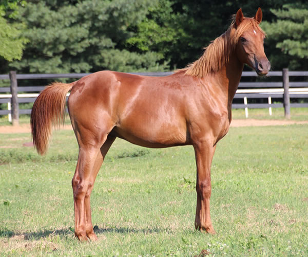 A STRAIGHT FLUSH 2014 colt (Our Machine x A Royal Flush) Bred by Cre Run