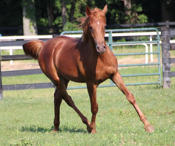 A STRAIGHT FLUSH 2014 colt (Our Machine x A Royal Flush) Bred by Cre Run