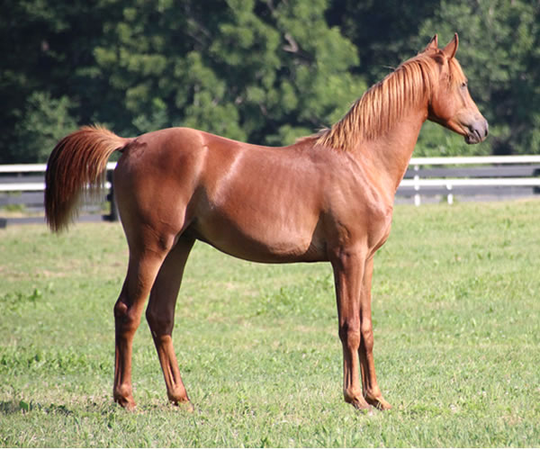 A STRAIGHT FLUSH 2014 colt (Our Machine x A Royal Flush) Bred by Cre Run