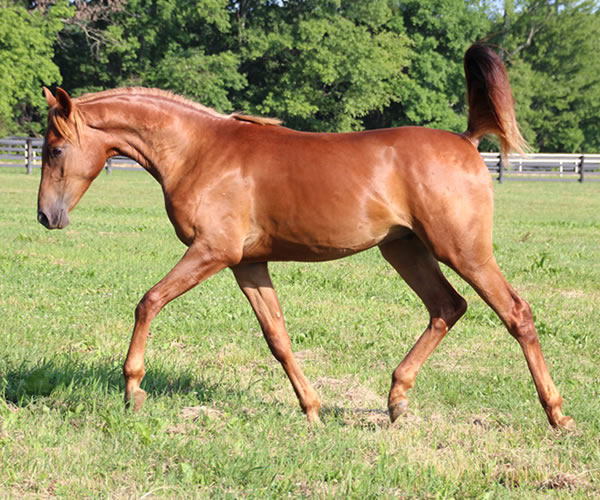 A STRAIGHT FLUSH 2014 colt (Our Machine x A Royal Flush) Bred by Cre Run