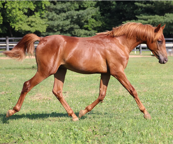 A STRAIGHT FLUSH 2014 colt (Our Machine x A Royal Flush) Bred by Cre Run
