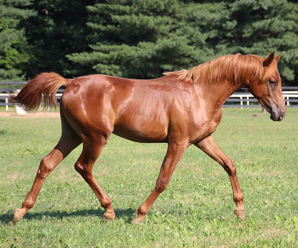 A STRAIGHT FLUSH 2014 colt (Our Machine x A Royal Flush) Bred by Cre Run