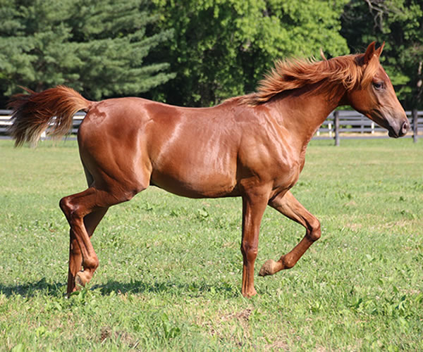 A STRAIGHT FLUSH 2014 colt (Our Machine x A Royal Flush) Bred by Cre Run