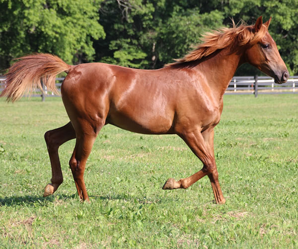 A STRAIGHT FLUSH 2014 colt (Our Machine x A Royal Flush) Bred by Cre Run