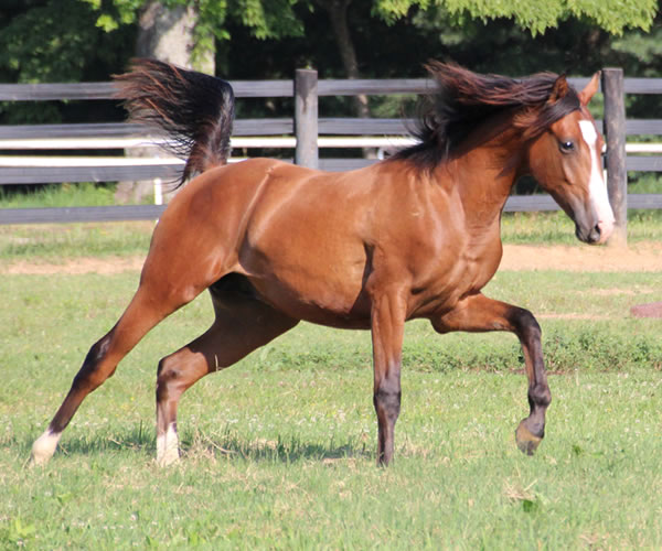 COLORS IN MOTION 2014 colt (Dahess x Ovour The Rainbow) bred by Cre Run