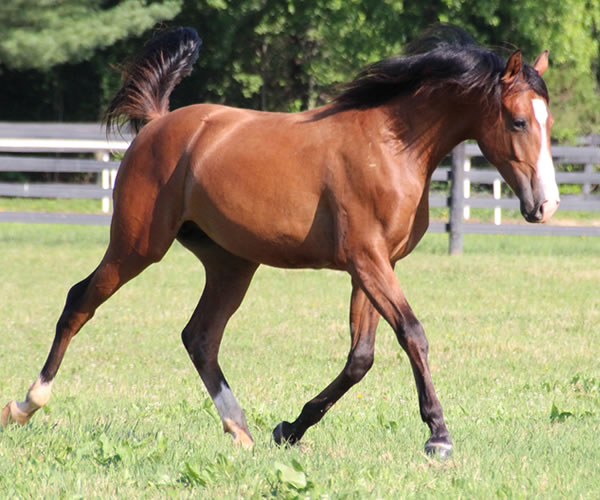 COLORS IN MOTION 2014 colt (Dahess x Ovour The Rainbow) bred by Cre Run