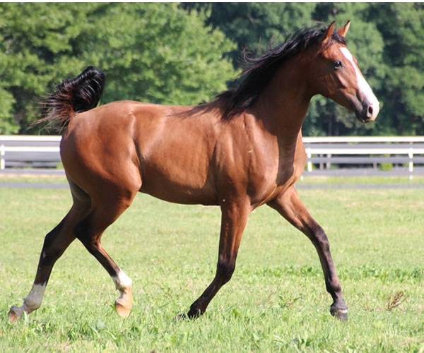 COLORS IN MOTION 2014 colt (Dahess x Ovour The Rainbow) bred by Cre Run