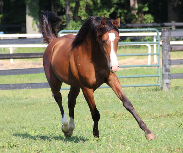 COLORS IN MOTION 2014 colt (Dahess x Ovour The Rainbow) bred by Cre Run