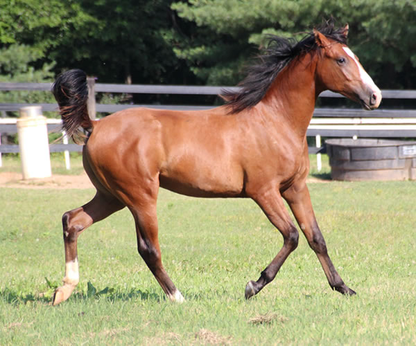 COLORS IN MOTION 2014 colt (Dahess x Ovour The Rainbow) bred by Cre Run