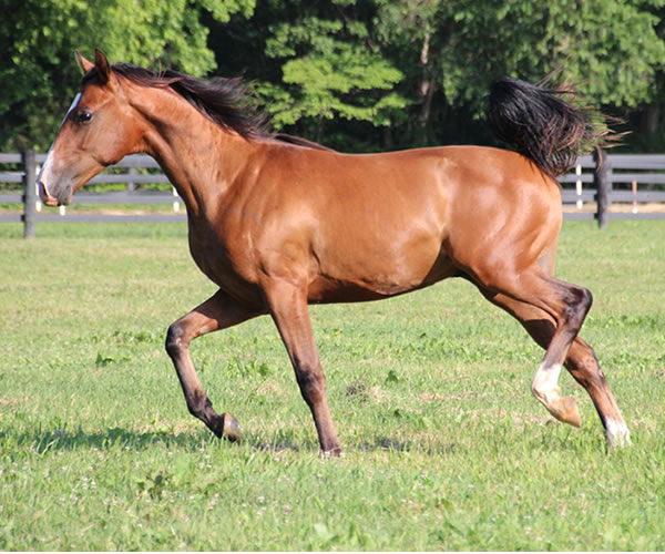 COLORS IN MOTION 2014 colt (Dahess x Ovour The Rainbow) bred by Cre Run