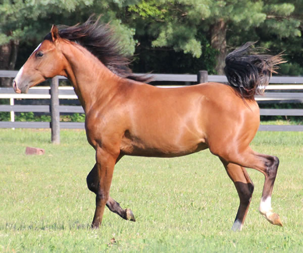 COLORS IN MOTION 2014 colt (Dahess x Ovour The Rainbow) bred by Cre Run