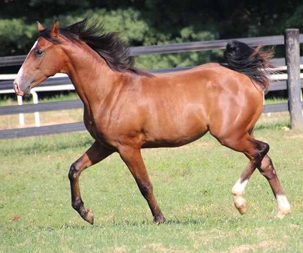COLORS IN MOTION 2014 colt (Dahess x Ovour The Rainbow) bred by Cre Run