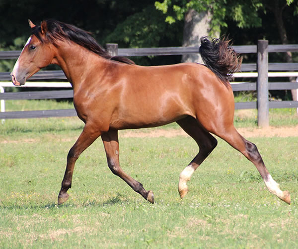 COLORS IN MOTION 2014 colt (Dahess x Ovour The Rainbow) bred by Cre Run