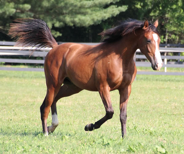 COLORS IN MOTION 2014 colt (Dahess x Ovour The Rainbow) bred by Cre Run