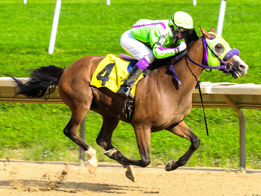 Colors In Motion - multiple race winner, Cre Run Farm