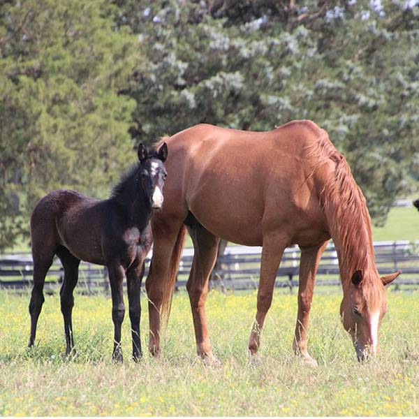 2017 Filly -Dahess x In Awe