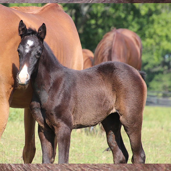 2017 Filly -Dahess x In Awe