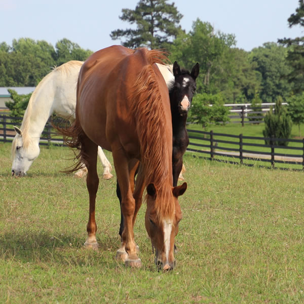 2017 Filly -Dahess x In Awe