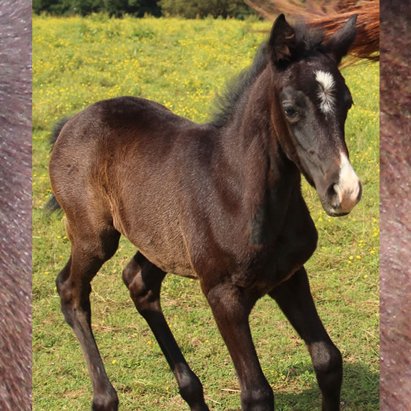 2017 Filly -Dahess x In Awe