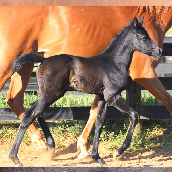 2017 Filly -Dahess x In Awe