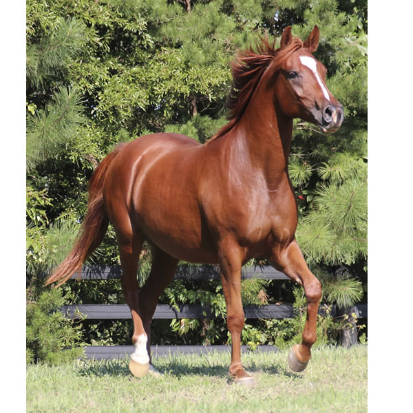 Keep On Dreamin - filly by Kaolino